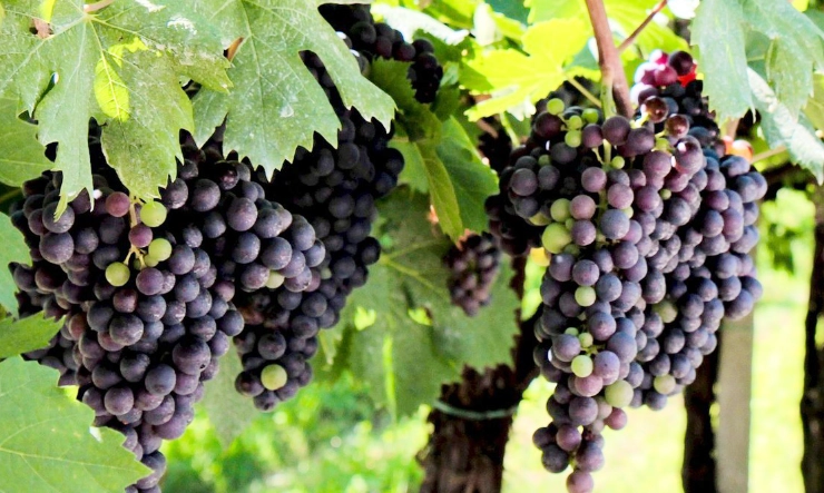 corvina grape wine