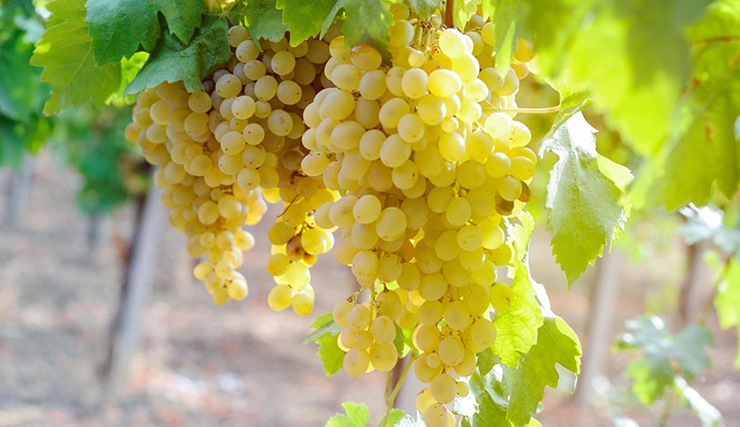 Chenin Blanc grape variety