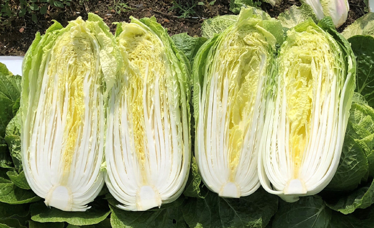 Napa Cabbage is