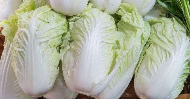 Napa Cabbage is